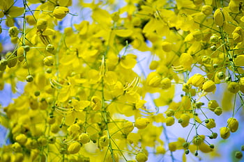 vishu, laburnum, yellow Flower, flower Background, flower Wallpaper, kerala, nature, flower, golden, beautiful Flowers, flora