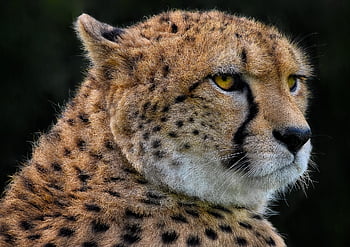 Gepard, zvíře, savec, Kočkovitý, divoká kočka, velká kočka, masožravec, lovec, dravec, volně žijících živočichů, Příroda