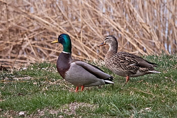 wild Ducks, ducks, birds, waterfowls, fauna, wildlife, nature, lake, spring