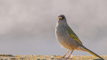 bird, perched, animal, feathers, plumage, beak, bill, bird Watching, ornithology, animal World, nature