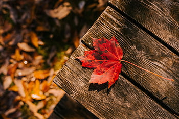 foglia caduta, superficie di legno, foglia d'acero rossa, panca in legno stagionata, Essenza autunnale, foglia rossa vivida, foglie d'autunno, Panchina di legno, stagione autunnale, bellezza naturale, scena all'aperto