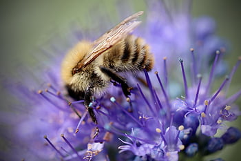 bumblebee, insect, pollination, pollinate, hymenoptera, winged Insects, blossom, bloom, wildlife, macro, nectar