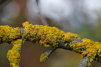 lichene, ramo, legna, Lichen da sole, squamoso, albero, natura, giallo