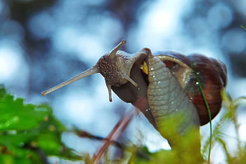 vineyard, molluscum, horns, shellfish, bokeh, vegetation, animals, nature, outside, invertebrates, closeup