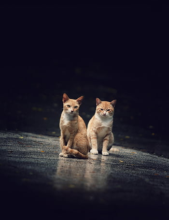 cats, felines, couple, whiskers, nature, friends, pet, domestic, sit, animals