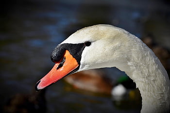 cygne, oiseau, animal, sauvagine, tête, oiseau d'eau, plumage, plumes, le bec, faune, la nature