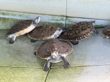 turtle, tortoise, sanctuary, nature, animals, reptile, creature, labi-labi, kura-kura, tuntung