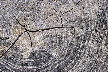 texture, stump, structure, tree, log, pattern, background