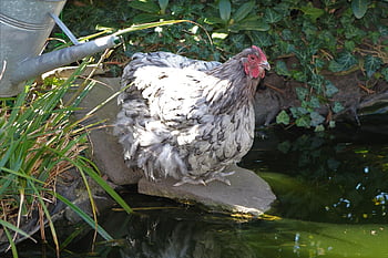 chicken, hen, poultry, animal, farm Animal, outdoors, free Range, agriculture, nature, bird, comb