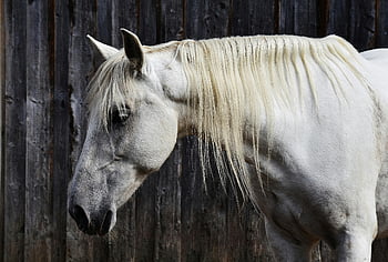 bílý kůň, tekoucí hříva, Rustikální dřevěné pozadí, klidná krása, portrét, šedý povrch, fotografování zvířat, fotografování koní, venkovní fotografie, hospodářských zvířat