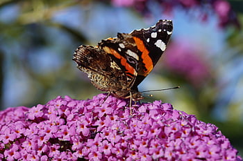 butterfly, admiral, red Admiral, vanessa Atalanta, buddleia, nature, insect, edelfalter, colorful