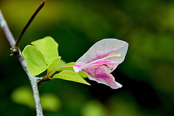 flower, triple Flower, bougainvillea, flora, two-tone, nature