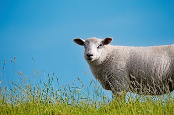 sheep, nature, wool, animal, pasture, mammal, meadow, farm Animal, landscape, friesland, northern Germany