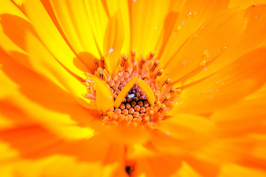 calendula, sfondo di fiori, fiore, pianta, petali, fioritura, flora, natura, primavera, giardino, bellissimi fiori