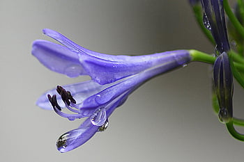 fialová rostlina, makro snímek, fialový agapanthus, čerstvá rosa kapky, okvětní lístky, detail, fotografování přírody, Květinový obraz, modrý květ, Orosené okvětní lístky, zahradní flóra