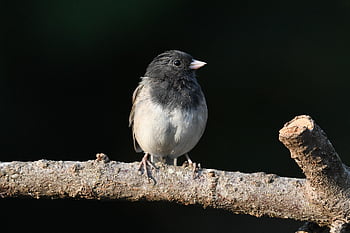 Junco dagli occhi scuri, Junco, uccello, animale, aviaria, piume, becco, artigli, arroccato, ramo, albero