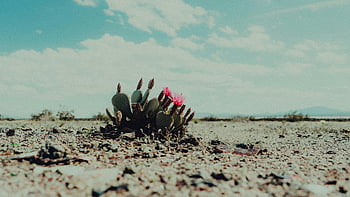 cactus, bloemen, zand, Californië woestijn, levendige bloemen, zonovergoten landschap, eenzame cactus, woestijnlandschap, groene cactus, woestijnflora, woestijn vegetatie