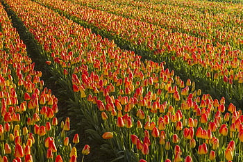 Tempat tidur bunga tulip, tulip merah, tulip kuning, bidang tulip, Belanda Belanda, bunga musim semi, Tulip yang menakjubkan, taman tulip, lanskap bunga, tulip musim semi, tempat tidur tulip