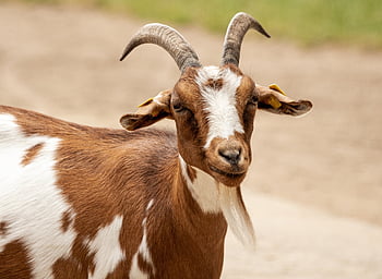 goat, animal, mammal, domestic Goat, domesticated Animal, ruminant, nature, livestock, animal World