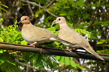 holubice, pták, směje se holubice, malá hnědá holubice, pár, spilopelia senegalensis, ptačí, aves, Příroda, fauna, avifauna
