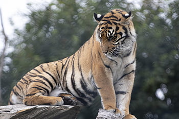 fota, domácí zvíře, volně žijících živočichů, korek, Irsko, zvíře, Příroda, savec, venkovní, cobh, zoo