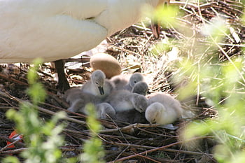 swan Chicks, chicks Hatched Fresh, swan's Egg, mute Swan, swan, nest, brood Care