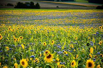 nature, field, flowers, sunflowers, phacelia, plantation, leaves, beautiful Flowers, bloom, flower Background, blossom