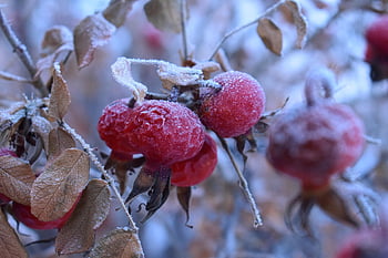 rose, rose Hip, winter, frost, cold, red, nature