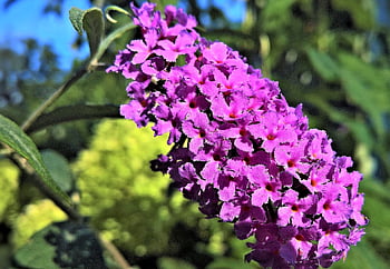 summer Lilac, flowers, purple Flowers, buddleja Davidii, ornamental Plant, ornamental Shrub, butterfly-bush, orange Eye, flowering Plant, plant, flora