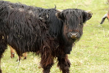 mucca, montanaro, Scozia, Manzo, corna, animale, bestiame, natura, ispido, pascolo, vitello