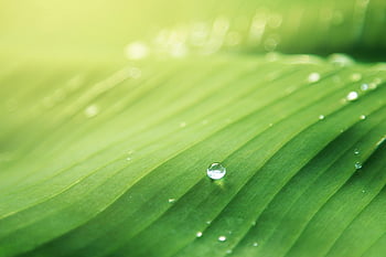 goccia d'acqua, foglia verde, colpo di macro, verde fresco, foglia di banana, DEW luccicante, luce solare intensa, fotografia naturalistica, fotografia ravvicinata, bellezza naturale, verdura