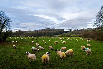 sau, grønt felt, sizergh slott, Cumbria, Kendal, landsbygda, Overskyet himmel, landlige scene, beite dyr, vinterlandskap, eiendom grunnlag