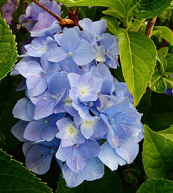 hydrangeas, flowers, blue Flowers, blue, leaves, petals, blue Petals, bloom, blossom, flora, nature