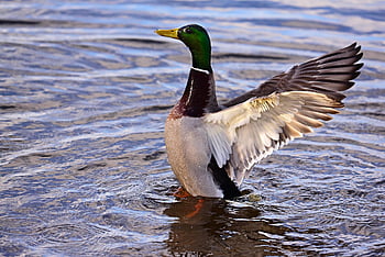 Ente, Stockente, Vogel, Wasser, Wasservogel, Tier, Gefieder, Flügel, Natur, Bewegung, Feder
