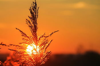 sunset, tall grass, vibrant sky, tranquil scene, silhouette, nature photography, golden hour, outdoor scenery, peaceful landscape, natural beauty, evening light