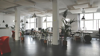 modern office, green leafed plants, natural lighting, Berlin office, spacious interior, desks, indoor plants, office plants, modern workspace, office design, natural light office