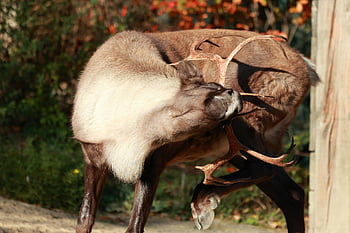 Jelen, paroh, zoo, Hannover, zvíře, Příroda, volně žijících živočichů, svědění, poškrábat
