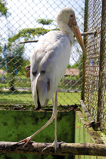 Bangau, gólya, madár, felkaptak, ketrec, ciconia, Ciconiidae, gázlómadár, állat, vadvilág, tollak