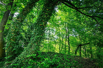 forest, ivy, tree Trunk, nature, fantasy, fairy, mystical, landscape, leaves, mood, fairy Tale