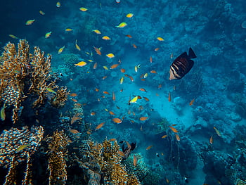 Ryba, tělo z vody, korálový útes, barevné ryby, Marine Biodiversity, podvodní svět, živá pod vodou, Hemní ryby, mořský život, oceánu scenérie, vodní ekosystém