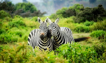 zebry, živá zeleň, africké divoké zvěře, přirozené prostředí, dvě zebry, fotografování divoké zvěře, zebra pruhy, zelená krajina, africké savany, fotografování zvířat, přírodní scéna