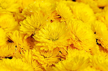 krisan, bunga, bunga-bunga indah, menanam, alam, bunga liar, taman, daun bunga, wallpaper bunga, Taman bunga, bunga-bunga cantik