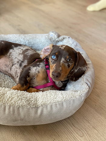 dachshund, dog, puppy, pet, animal, young Dog, domestic Dog, canine, mammal, nature, cute