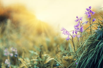 blossoms, light, violet, spring, nature, yellow, atmospheric, lighting Mood, plant, bloom, mood