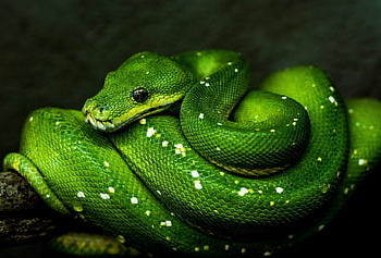 zelený strom python, krajta, zelená, plaz, zelený had, volně žijících živočichů, Austrálie, david clode