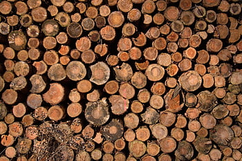 tree Trunks, firewood, timber, forestry, nature, wood, deforestation, annual Rings, background