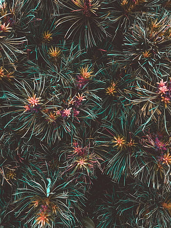 colorful pine cones, evergreen foliage, lush natural background, close-up nature, pine cone details, vibrant pine cones, natural textures, outdoor photography, pine cone patterns, evergreen plants, natural beauty