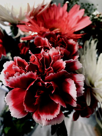 fiori di garofano rosso, Carnazioni rosse vibranti, garofani bianchi, fiori ravvicinati, profondità artistica, fotografia floreale, fiori rossi e bianchi, mazzo di garofani, composizione floreale, arte floreale, fiori rossi
