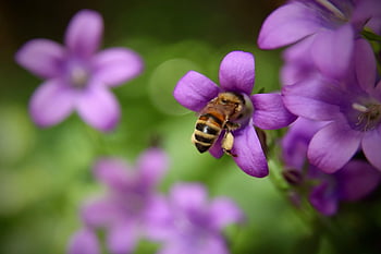 bellflower, bee, insect, blossom, bloom, nectar, petals, pollen, honey Bee, purple, collect