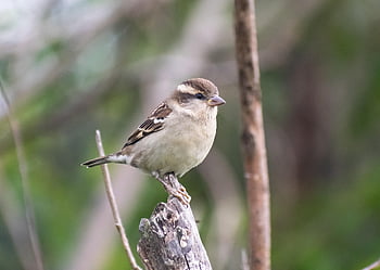 Vrabec, Ohrožená Specie, vrabec domácí, pták, sperling, peří, pěvec, Pírko, účtovat, větev, ptačí